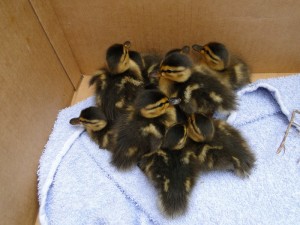 DCW Rescued Ducks (800)