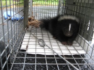 DCW - Skunk in Cage (800)