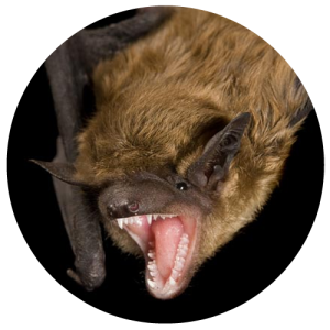 DCW-Animals_Bat