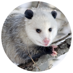 DCW-Animals_Opossum