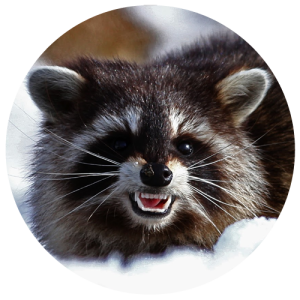 DCW-Animals_Raccoon