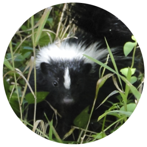 DCW-Animals_Skunks