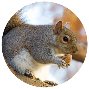 DCW-Animals_Squirrel