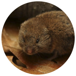 DCW-Animals_Vole