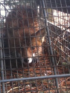 DCW caged fox (800)