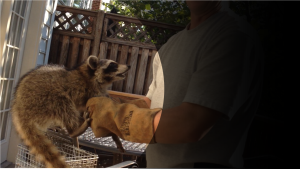 backyard raccoon removal