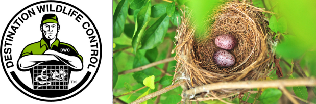 Birds build nests out of all types of materials