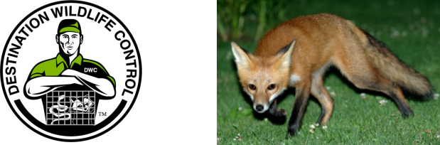 Foxes - Destination Wildlife Control - The Master Trapper