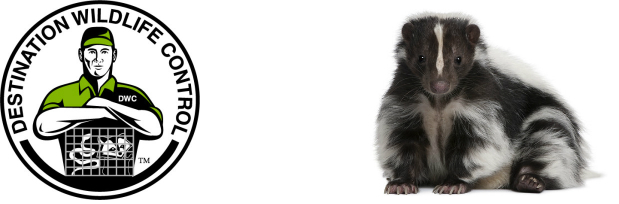 Skunks use their odor for protection - skunk striped visit property signs master trapper wildlife control expert help